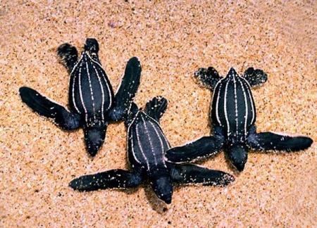   La R�volution des Tortues