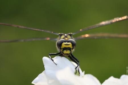 NIHI//LIS BELLE HULULE